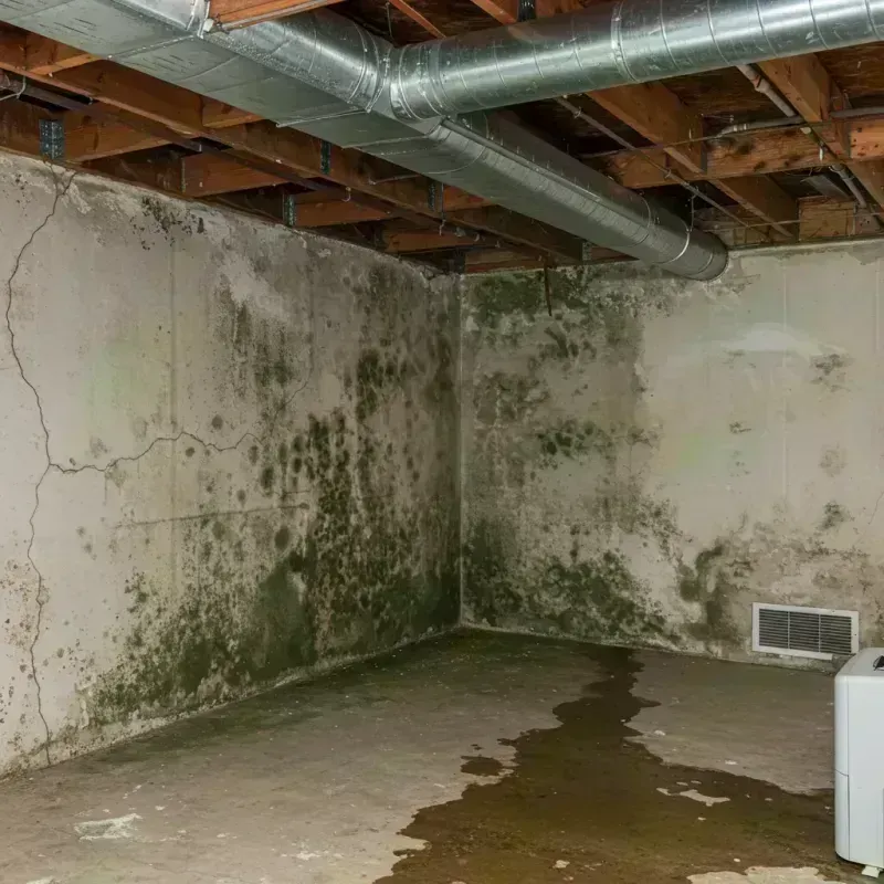 Professional Mold Removal in DeKalb County, IL